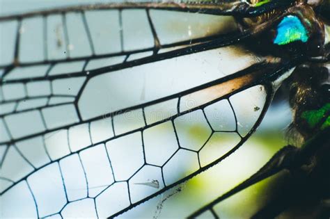 Dragonfly wings stock image. Image of closeup, beauty - 102545221