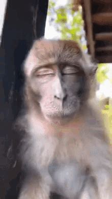 Goofy Monkey GIF - Goofy Monkey - Discover & Share GIFs