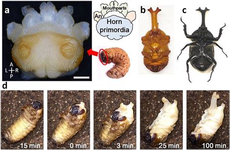 Pupation and horn primordia of the Japanese rhinoceros beetle... | Download Scientific Diagram