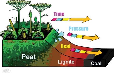 How coal is formed