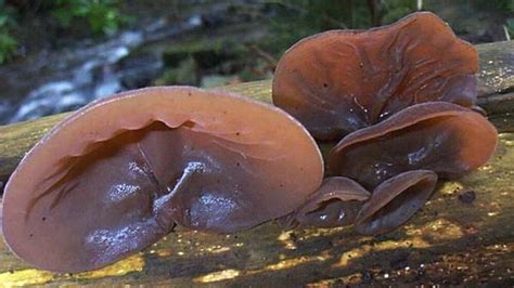 (Italiano) Auricularia auricula-judae: Sistematica, Habitat, Riconoscimento ...