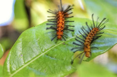 Treating For Spotted Oleander Wasp Moths: Information On The Oleander Caterpillar Lifecycle ...