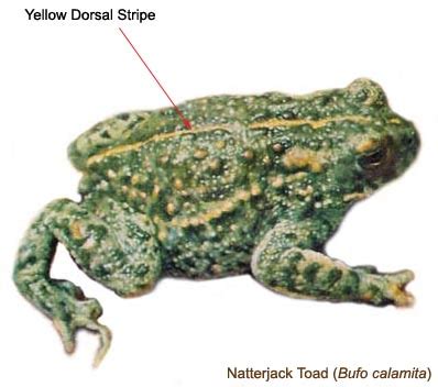 Natterjack Toad - Bufo Calamita