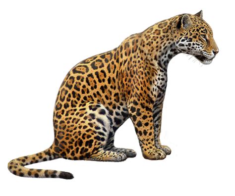 Jaguar clipart jaguar animal, Jaguar jaguar animal Transparent FREE for download on ...