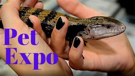 Reptile Expo Guide | How To Beat The Crowd and Get What You Want! - YouTube