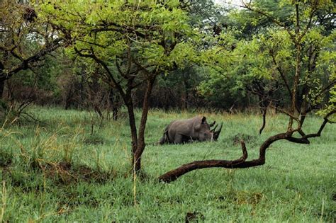 Premium Photo | Side view of animals in forest