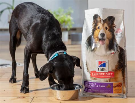 Sensitive Stomach Dog Food - The Best Options for Your Pup - Petsmartgo