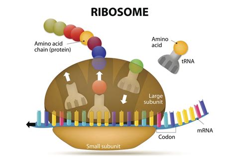 Ribosomes and Protein Assembly