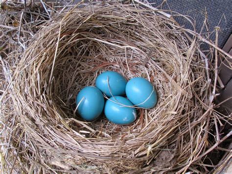 Blue Jay Barrens: Some Bird Nests