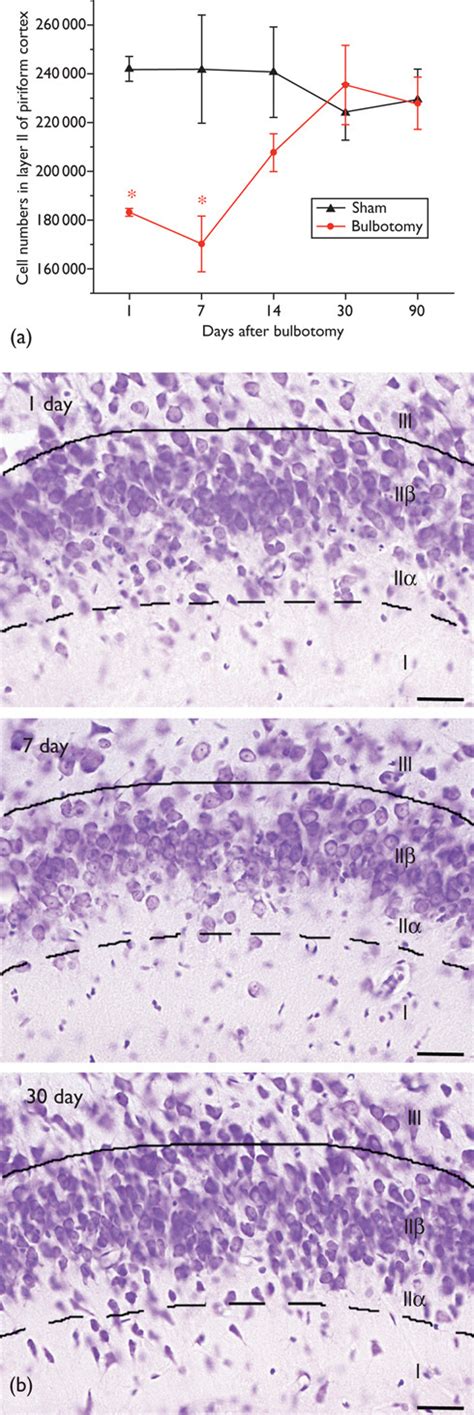 The piriform cortex is fully reconstituted by 1 month after bulbotomy.... | Download Scientific ...