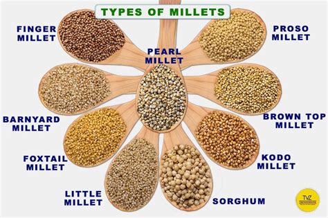 Types of Millets in India | Millet, Millet plant, Millet benefits