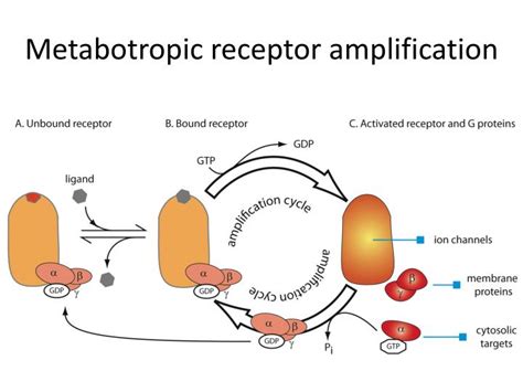 PPT - Ionotropic receptors form a pore PowerPoint Presentation - ID:4283184