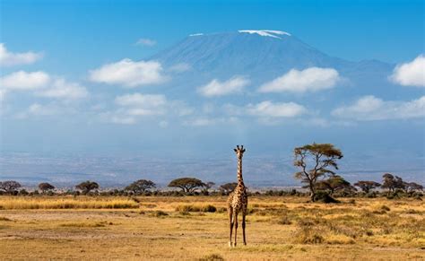 7 Days Masai Mara, Lake Nakuru & Amboseli | Camping Safari Package, Kenya