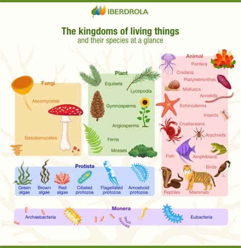 Kingdom Plantae Examples Scientific Name