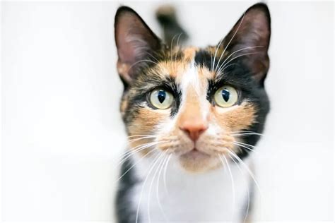 Calico Cats: Their Origin, Personality and Appearance | The Catnip Times