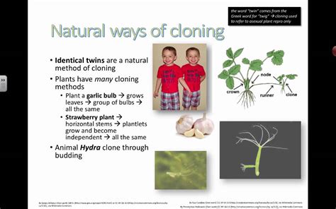 Natural ways of cloning (2016) IB Biology - YouTube