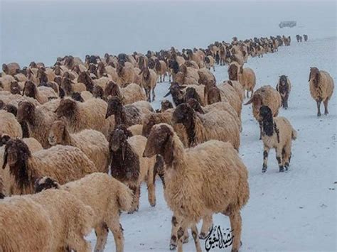 Third snowstorm covers in white the desert of Saudi Arabia in less than ...