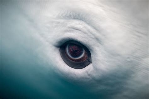 Beluga Whale Eye | Beluga whale, Cetacean, Beluga