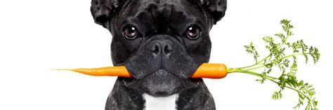 Are Steroids Safe For Dogs? | Therapy Pet