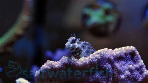 Lawnmower Blenny - Eastern Asia, Size 2.25 - 3.5 inches For Sale ...