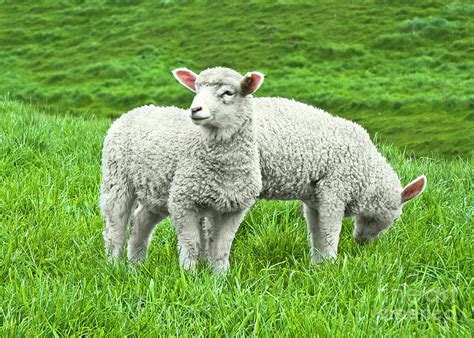 Spring Lambs Photograph by Terri Waters - Fine Art America