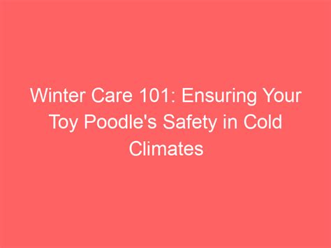 Winter Care 101: Ensuring Your Toy Poodle's Safety in Cold Climates ...