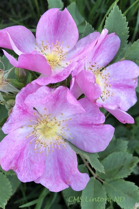 PRAIRIE ROSE North Dakota State Flower Photo Notecard - Shop North Dakota