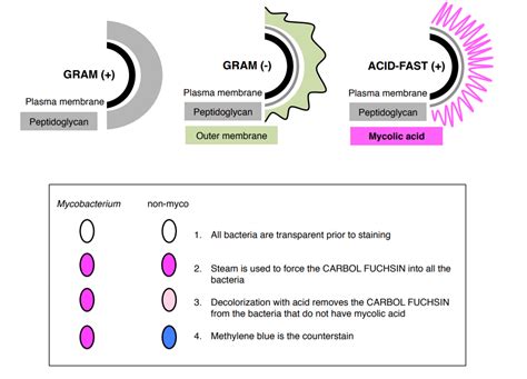 Acid Fast Staining Lab Report