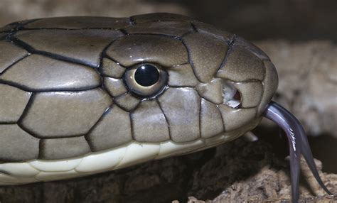 King cobra | Smithsonian's National Zoo