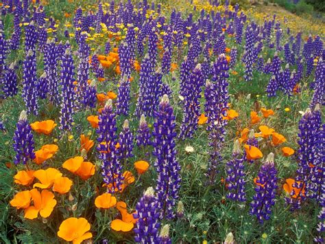 Wildflowers: Loopy for Lupin