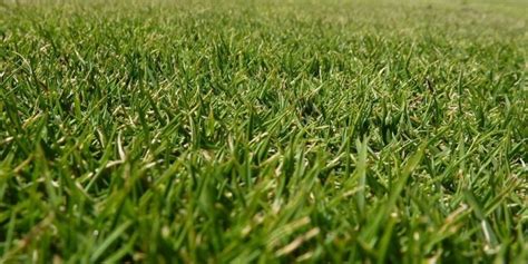 Zoysia Grass Facts, Maintenance & Comparison - ProGardenTips