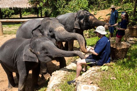 Half Day Elephant Care - Phang Nga Elephant Park