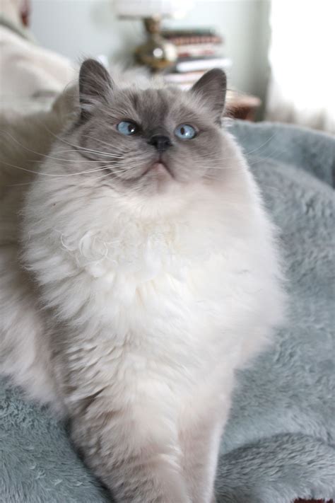 Gracie, Blue Point Mitted RagDoll, 2014 | Ragdoll cat, Cats, Gorgeous cats