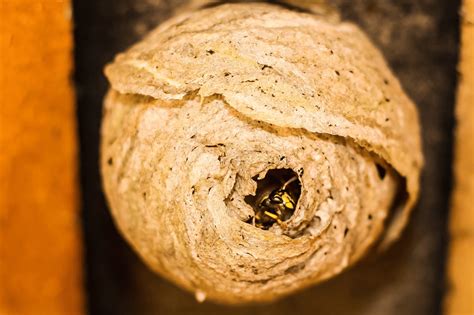 What Do Wasp Nests Look Like? | 5 Critical Facts | BeesWiki