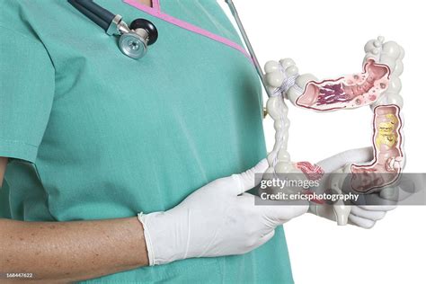 Large Intestine High-Res Stock Photo - Getty Images