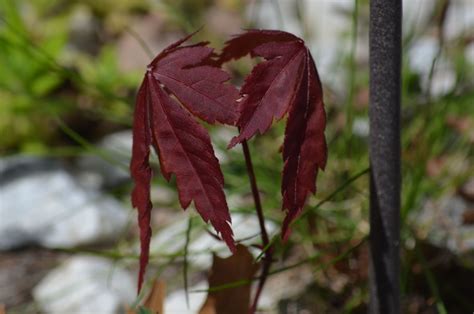 japanese red maple seedling