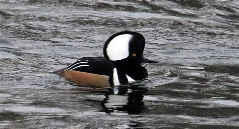 Hooded Merganser Duck