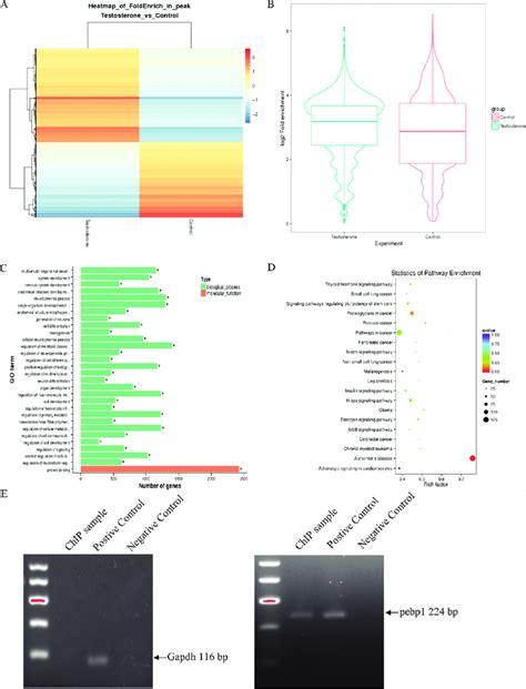 Analysis of ChIP-sequencing data. (A) Analysis of different... | Download Scientific Diagram