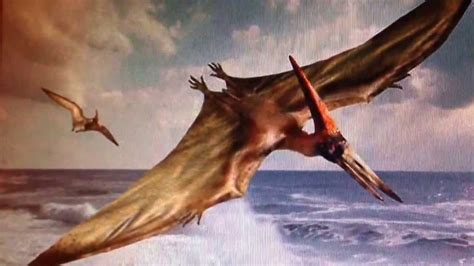 REAL PTERODACTYL LIKE CREATURE FLYING OFF THE COAST OF BRAZIL - YouTube