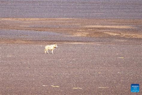 Pic story: rangers rescue pregnant Tibetan antelope during migration in ...