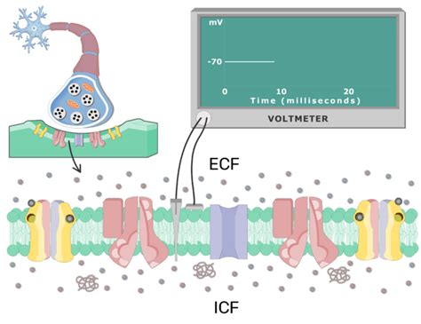 Depolarization of the Postsynaptic Neuron Membrane