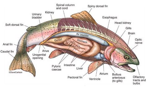 Trout Fish Anatomy | Fish anatomy, Trout, Anatomy