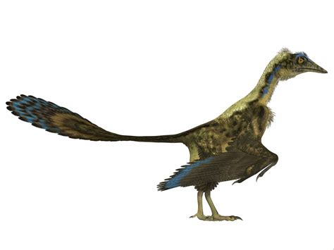 Archaeopteryx is the most primitive known bird that lived during the Jurassic Period of Germany ...