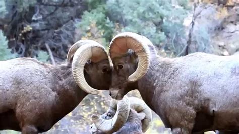 Two Large Rams (Bighorn Sheep) Butting Heads during the Rut - YouTube