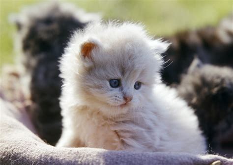 What Are the Top 10 Cat Breeds in America? - Vetstreet | Vetstreet