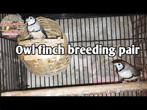 Owl finch breeding pair | How to breed owl finch and breeding tips baby ...