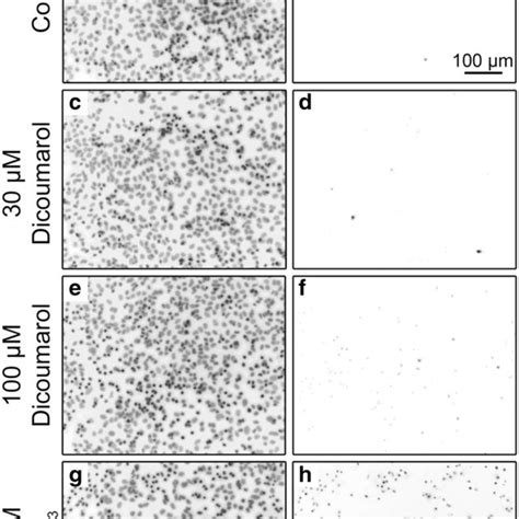 Test for potential effects of dicoumarol on the membrane integrity of ...