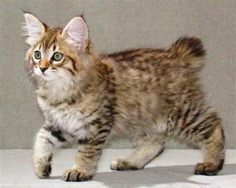 American Bobtail is an uncommon breed - Cats Breed