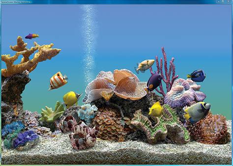 Customer Reviews: Avanquest Marine Aquarium Deluxe Screensaver Windows ...