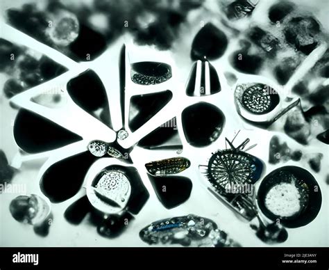 Diatoms under the microscope Stock Photo - Alamy